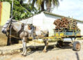 Carroças guiadas por carroceiros
